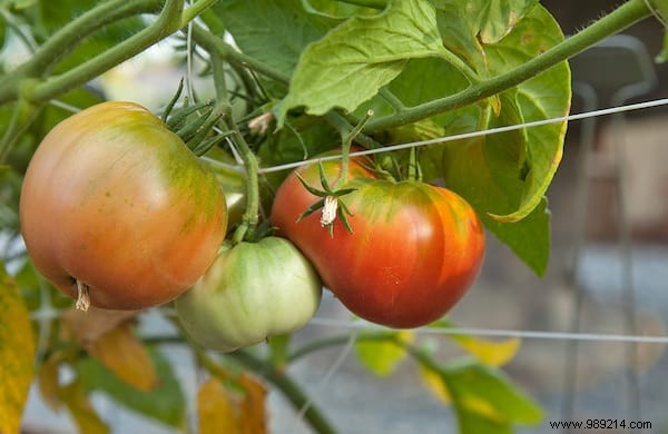 10 Simple Steps To Grow 15-30 Pounds Per Foot Of Tomatoes. 