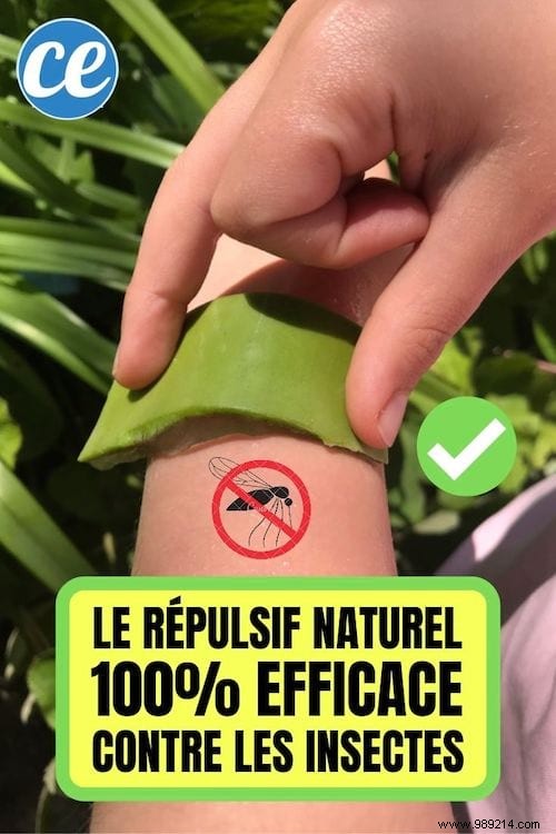 No More Mosquito Bites With This 100% Effective Natural Repellent! 