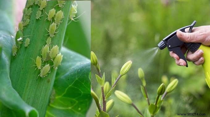 4 Homemade Anti-Aphid Sprays (Effective And 100% Natural). 