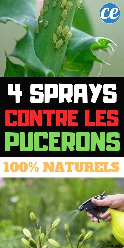 4 Homemade Anti-Aphid Sprays (Effective And 100% Natural). 
