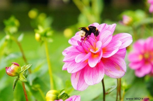 Want to please the bees? Plant These 22 Flowers In Your Garden. 