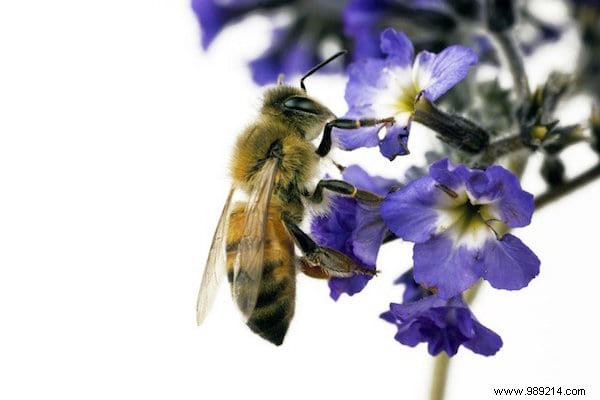 Want to please the bees? Plant These 22 Flowers In Your Garden. 