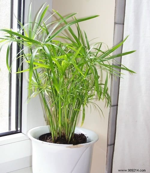 17 House Plants That Grow Without Sunlight. 