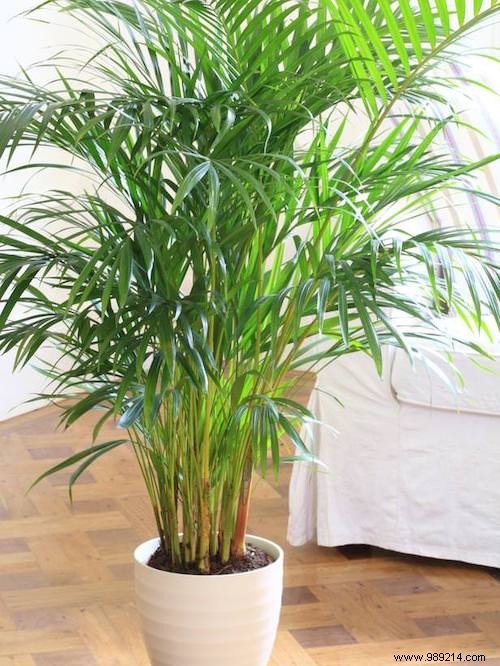 17 House Plants That Grow Without Sunlight. 