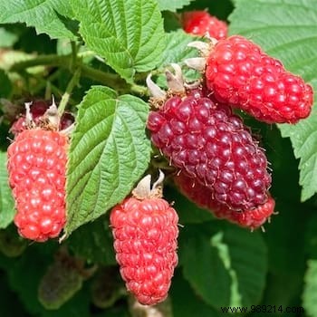 10 gardening tips to grow beautiful blackberries in your garden. 