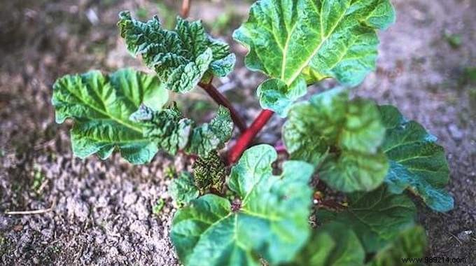 41 Fruits And Vegetables That Even Grow In The Shade. 
