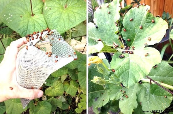 8 Natural And Super Effective Tricks Against Aphids. 