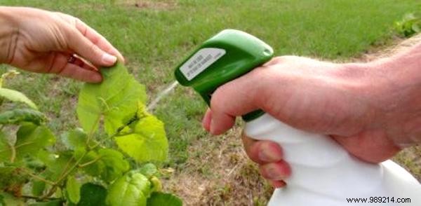 8 Natural And Super Effective Tricks Against Aphids. 