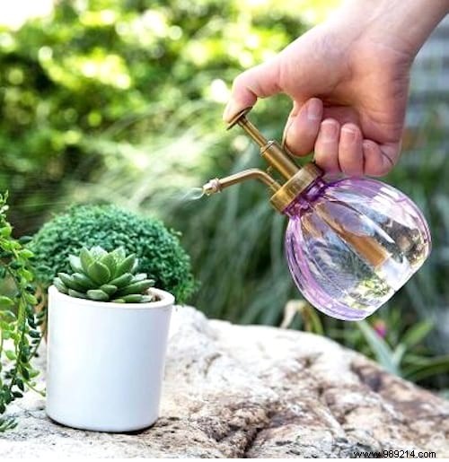 7 Reasons Your Succulents Are Dying. 