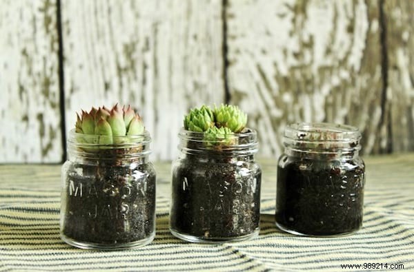 7 Reasons Your Succulents Are Dying. 