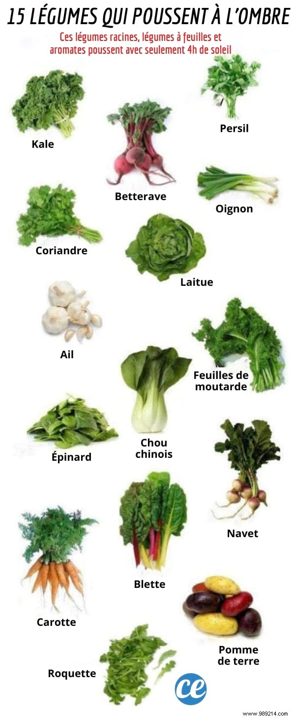 15 Vegetables That Grow Easily In The Shade WITHOUT Sunlight. 
