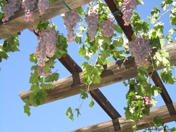 The 18 Best Climbing Plants To Grow On A Pergola. 