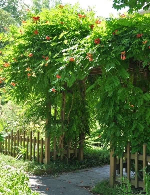 The 18 Best Climbing Plants To Grow On A Pergola. 