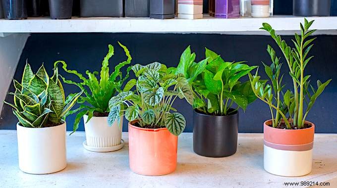 10 Plants You Can t Kill (Even If You Don t Have a Green Thumb). 
