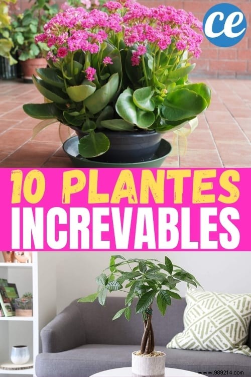 10 Plants You Can t Kill (Even If You Don t Have a Green Thumb). 