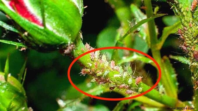How to get rid of aphids on roses? The Gardener Tip. 