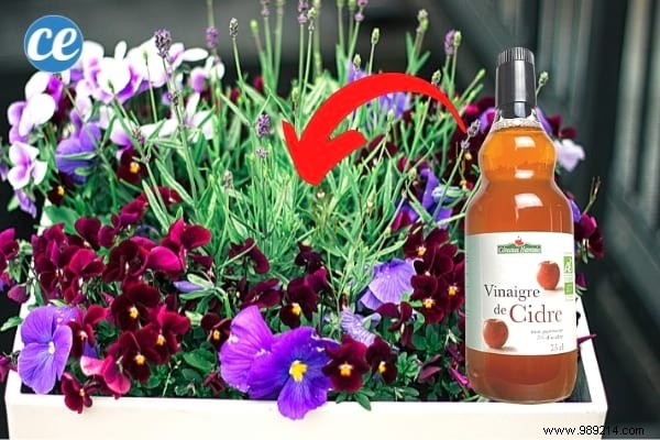 15 Good Reasons to Use Vinegar in the Garden. 