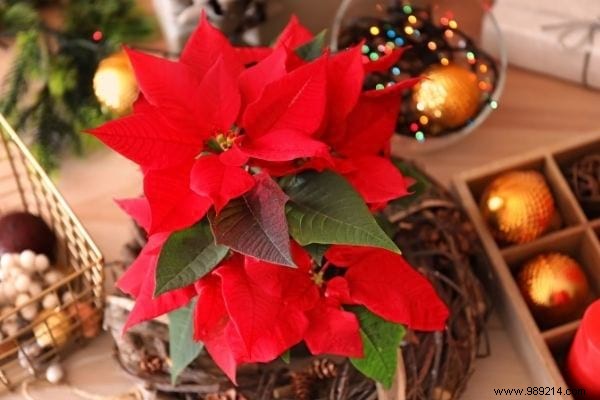 The 8 Most Beautiful Christmas Flowers (To Have at Home During the Holidays). 