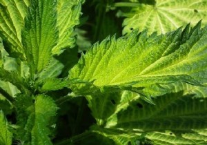 My Simple Nettle Butter Recipe: An Economical, Nutrient-Packed Aperitif