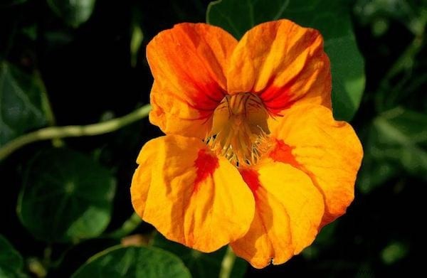 The Benefits of Nasturtiums in the Garden and in the Kitchen. 