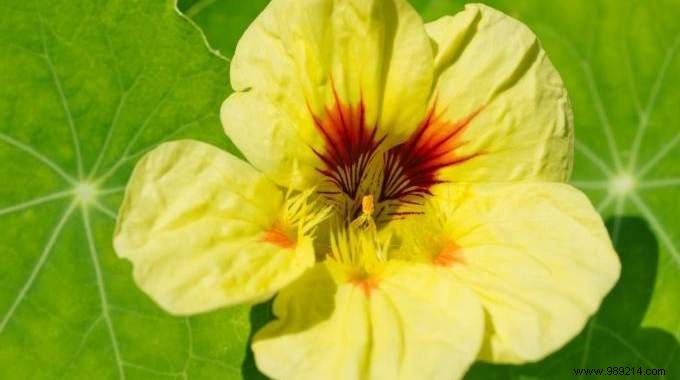 The Benefits of Nasturtiums in the Garden and in the Kitchen. 