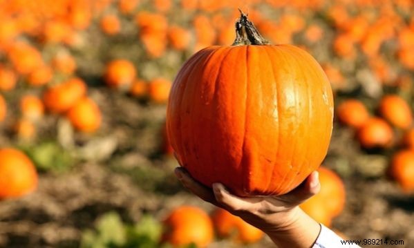 How to Choose a Good Pumpkin? 3 Infallible Tips. 