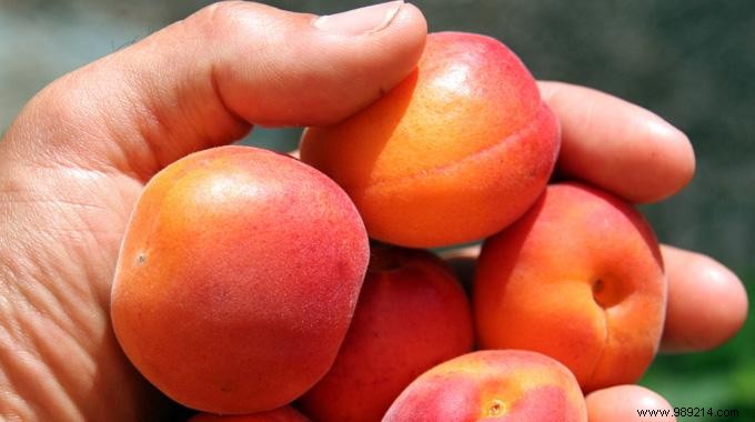 How to Choose a Ripe Apricot? The Simple Trick to Stop Making Mistakes. 