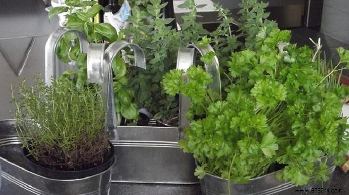 Store Fresh Herbs Easily by Freezing them. 