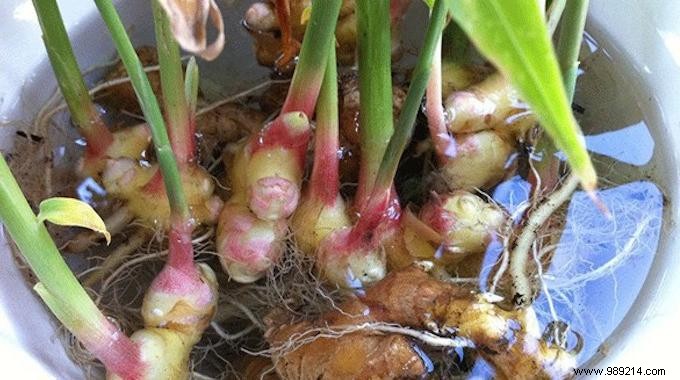 How To Grow Unlimited Amount Of Ginger At Home? 