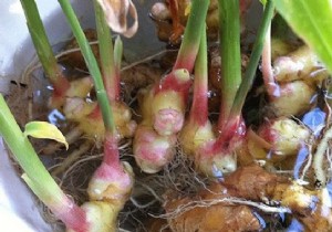 How To Grow Unlimited Amount Of Ginger At Home? 