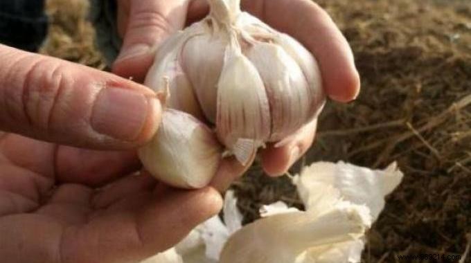 How to choose the right garlic cloves? 4 Things to Check. 