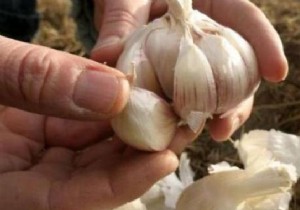 How to choose the right garlic cloves? 4 Things to Check. 