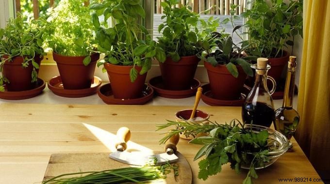 How to grow herbs in pots at home. 