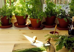 Grow Fresh Herbs in Pots at Home: Easy Expert Tips for Abundant Harvests