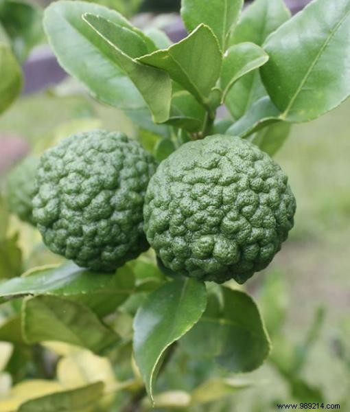 20 Incredible Fruits NOBODY KNOWS. 