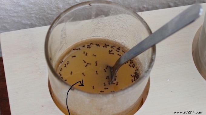 The Simple Trick To Protect Your Food From Ants. 