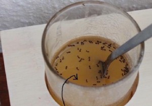 The Simple Trick To Protect Your Food From Ants. 