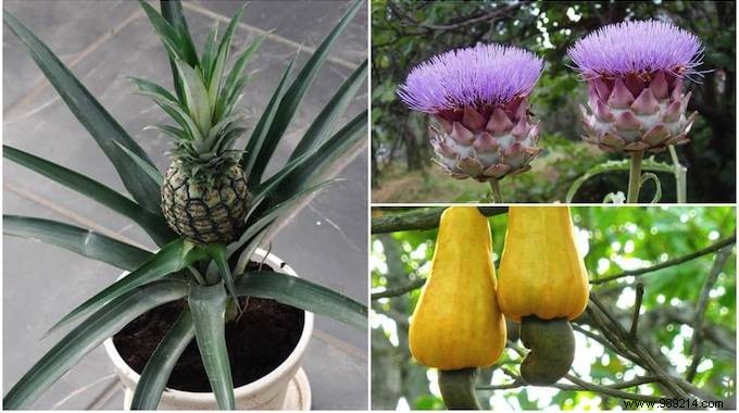 Do You Know What Your Favorite Fruits and Vegetables Look Like When They Grow? 