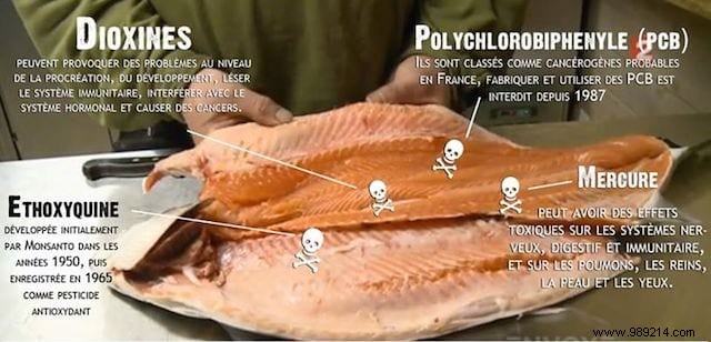 Farm-raised salmon is one of the most poisonous foods in the world. Here s Why You Should Stop Den Eating. 