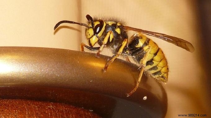 3 Effective Home Remedies To Relieve Wasp Stings. 