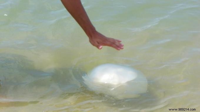 Jellyfish:How to Avoid Them and Treat Their Burns? 