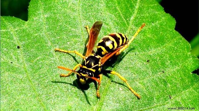 How to quickly relieve wasp and bee stings? 