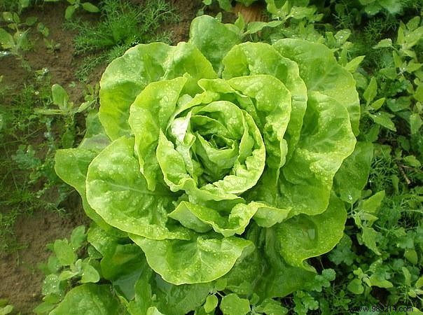 Liver crisis? Heal Yourself With Lettuce! 