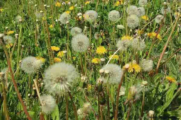 7 Effective and Natural Remedies for Hay Fever. 