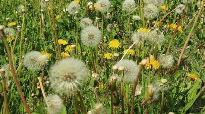 7 Effective and Natural Remedies for Hay Fever. 