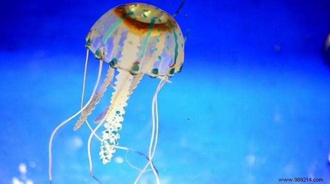 The Incredible Trick to Cure a Jellyfish Sting. 