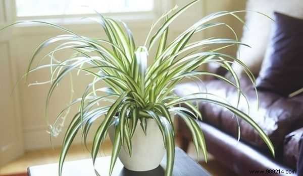 9 Houseplants That Clean the Air and Are Nearly Puncture-Proof. 