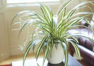 9 Tough, Air-Purifying Houseplants That Thrive on Neglect – NASA-Proven Picks