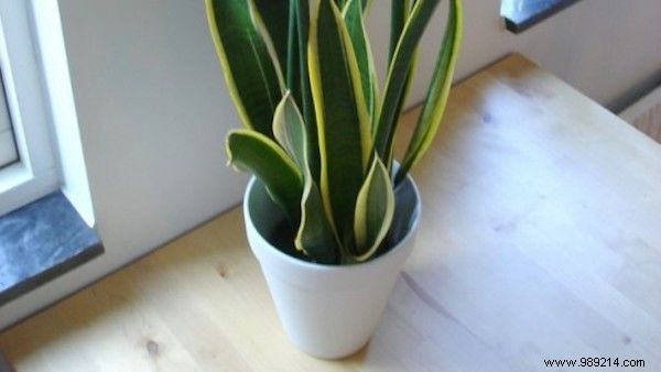 9 Houseplants That Clean the Air and Are Nearly Puncture-Proof. 