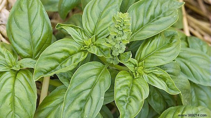 3 Unexpected Benefits of Basil:Beauty, Health, Well-Being. 